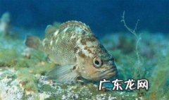 小溪石斑鱼怎样繁殖 小溪石斑鱼繁殖技术