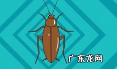 怎样灭蟑螂