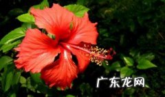 扶桑对土的要求 扶桑换土什么土最好