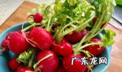 樱桃萝卜多久才能出苗? 樱桃萝卜多久才能出苗子