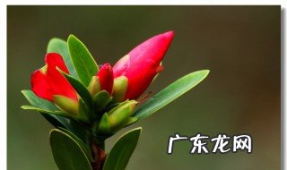 杜鹃红山茶可以扦插吗 扦插的时候要注意什么
