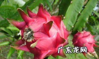 火龙果分公母吗,为什么我家的都不长果 火龙果分公母吗