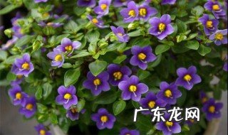 紫芳草扦插能活吗怎么养 紫芳草扦插能活吗