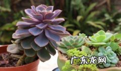 多肉土壤要求标准 多肉土壤要求