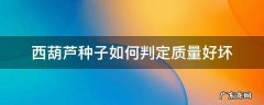 西葫芦种子长什么样 西葫芦种子如何判定质量好坏
