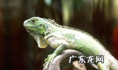 变色龙比喻什么人 变色龙比喻什么人造句