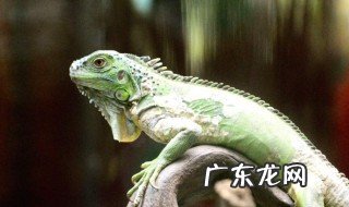 变色龙比喻什么人 变色龙比喻什么人造句
