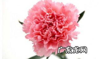 康乃馨代表什么意思花语是什么 康乃馨代表什么
