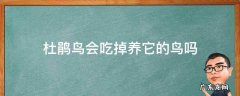 杜鹃小鸟会吃养鸟吗 杜鹃鸟会吃掉养它的鸟吗