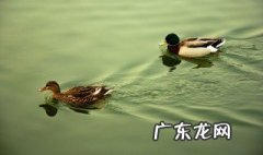 苏轼的什么春江水暖鸭先知 什么春江水暖鸭先知