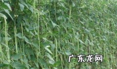 四季豆种植时间和方法温度 四季豆种植时间