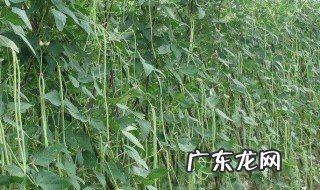 四季豆种植时间和方法温度 四季豆种植时间
