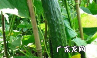 黄瓜栽培技术 黄瓜栽培技术视频教程