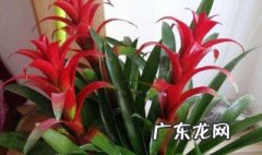鸿运当头的养殖方法和注意事项 鸿运当头的养殖方法