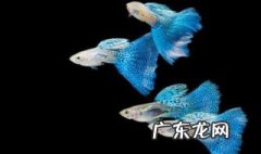 孔雀鱼的品种有哪些? 孔雀鱼品种有哪些