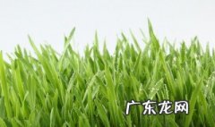 带草字头的字有哪些 12画带草字头的字有哪些