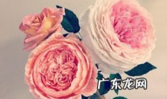 纸花怎么做 卫生纸纸花怎么做