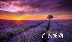 薰衣草主题曲 薰衣草主题曲和片尾曲