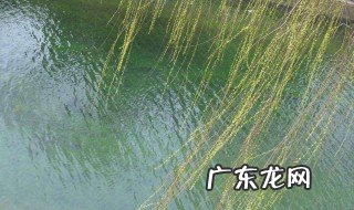 柳枝细长细长的像什么 柳枝细长细长的像什么比喻句
