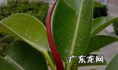 橡皮树开花吗几年开 橡皮树开花吗