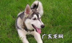 哈士奇吃什么东西最合适? 哈士奇吃什么