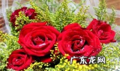 玫瑰花的种植方法及养护简单 玫瑰花的种植方法