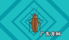 怎样自制灭蟑螂的方法 灭蟑螂的方法