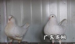 鸽子养殖方法 养鸽技术及鸽子养殖方法