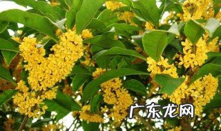 桂花的用途 桂花的用途和功效