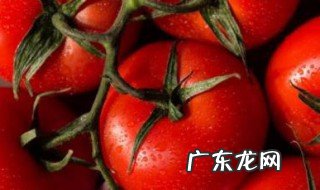 晚间西红柿减肥在线阅读 晚间西红柿减肥