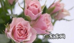 玫瑰花的种植时间 玫瑰花的种植