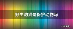 野生豹猫是不是保护动物 野生豹猫是保护动物吗