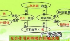 光合作用和呼吸作用是什么意思 光合作用和呼吸作用是什么