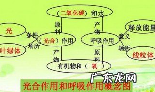 光合作用和呼吸作用是什么意思 光合作用和呼吸作用是什么