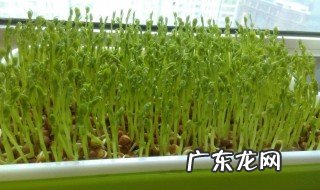 芽苗菜怎样种植 芽苗菜如何种植