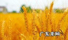 河南麦子什么时候成熟 麦子什么时候成熟