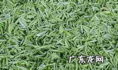 信阳毛尖的功效与作用百度百科 信阳毛尖的功效