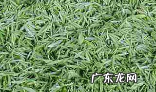 信阳毛尖的功效与作用百度百科 信阳毛尖的功效