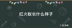 红火蚁长什么样子给自己看 红火蚁长什么样子