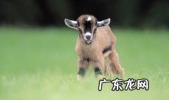 动物与人类的关系有哪些 动物与人类的关系