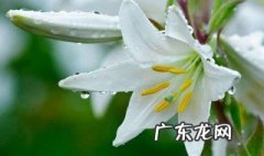 百合花的含义是什么意思 百合花的含义
