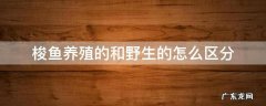 梭鱼养殖的和野生的怎么区分 梭鱼野生和养殖的区别