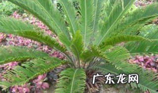 蕨类植物裸子植物和被子植物的区别 裸子植物和被子植物的区别