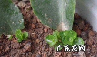 长寿花的扦插方法视频教程 长寿花的扦插方法