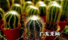 仙人掌防电脑辐射有科学依据吗 仙人掌防电脑辐射吗