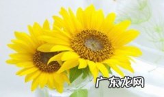 叹葵花的意思 叹葵花原文及翻译是什么