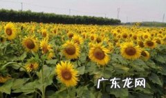 油葵生长期管理 怎样管理油葵的生长