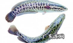 黑鱼鱼苗养殖技术 黑鱼苗怎么养殖?