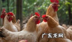 活鸡要怎么去挑选 活鸡如何挑选