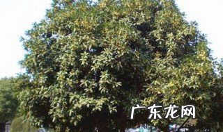 桂花树种植 桂花树种植的注意事项